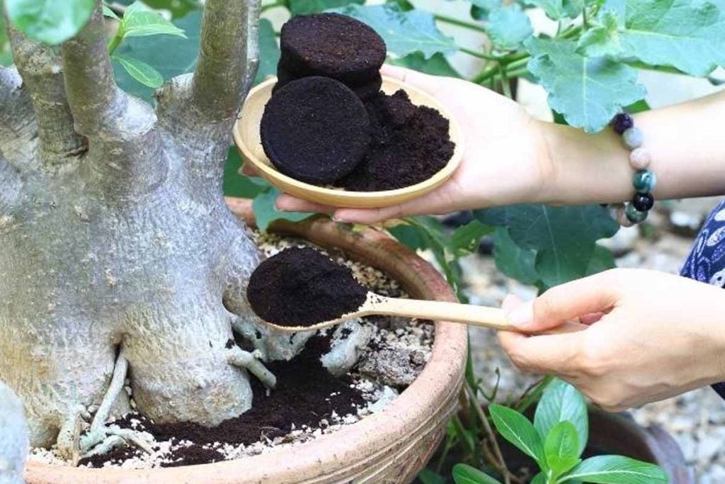 coffee grounds