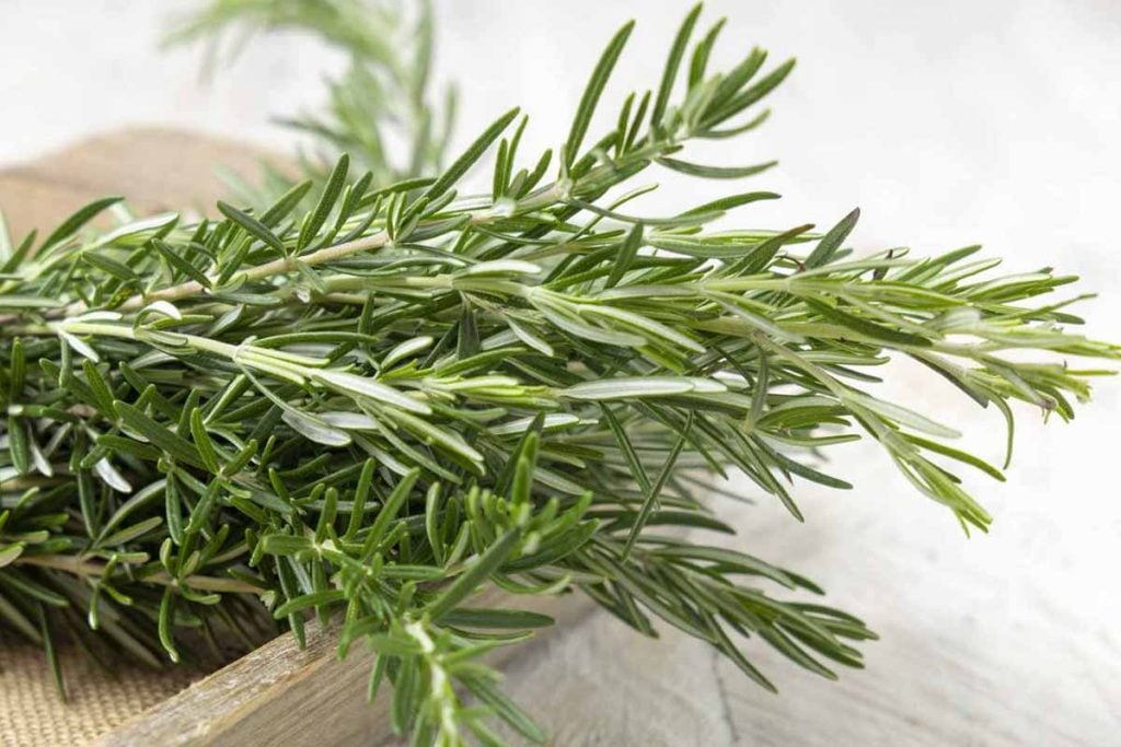 rosemary