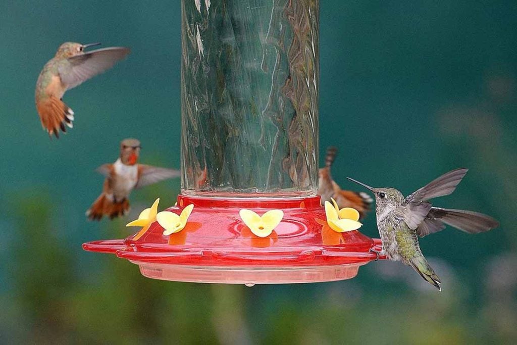 hummingbird feeder