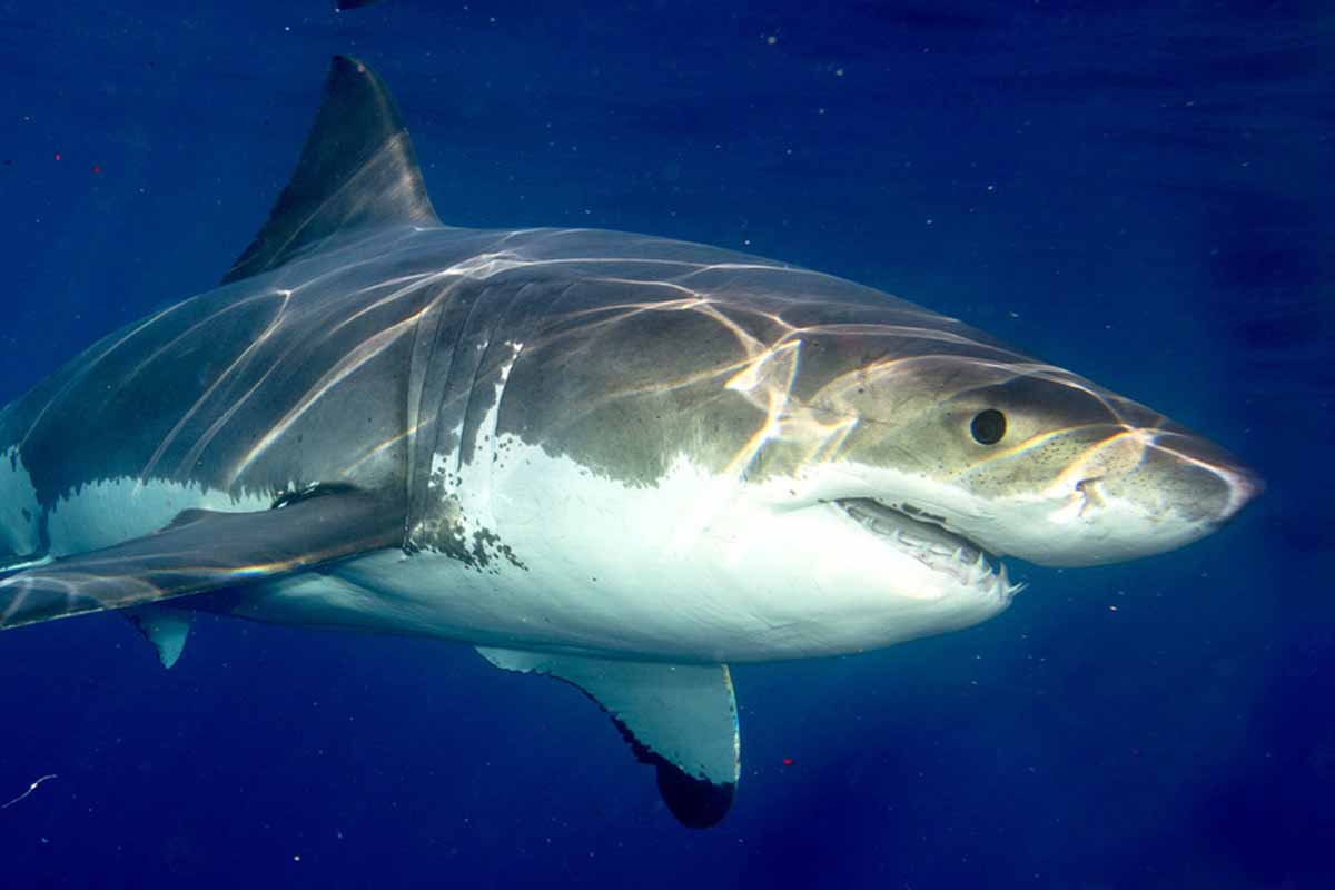 great white shark