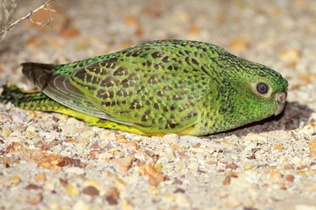 bird